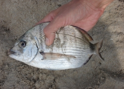 Pêche dans les rouleaux ou surfcasting