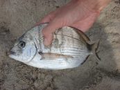 Comment et quand pêcher le sar en Méditerranée ?
