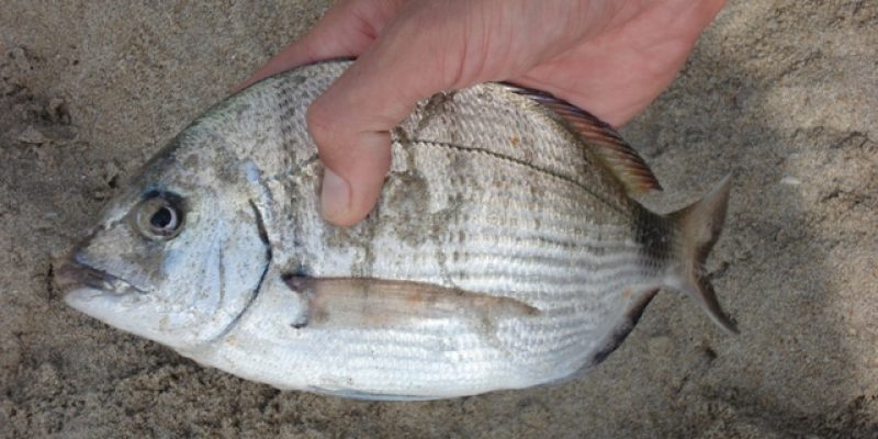 Pêche dans les rouleaux ou surfcasting